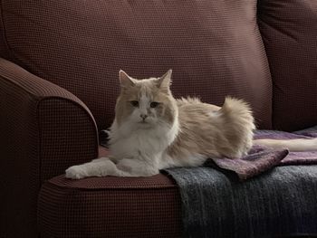 Portrait of cat sitting on sofa