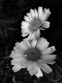 Close-up of white daisy flower