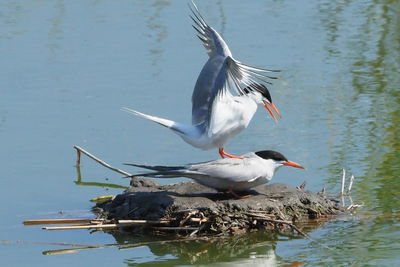 Birds flying over lake