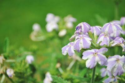 Close-up of purple flowering plant