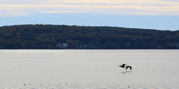 View of horse in sea against sky