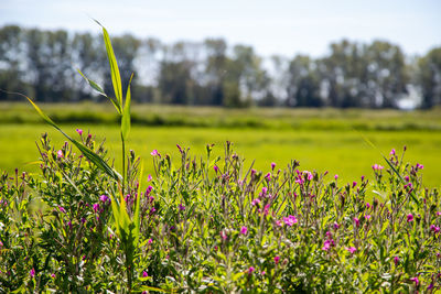 Close-up of flowering plants on field