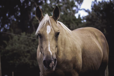 Close-up portrait of horse