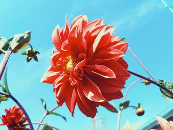 Close-up of red hibiscus blooming against sky