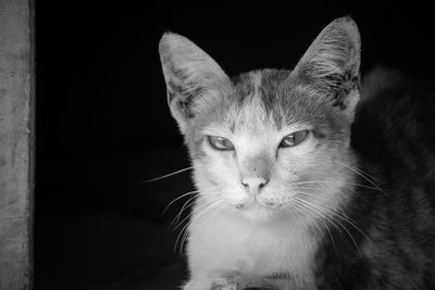 Close-up portrait of cat