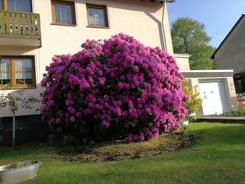 Pink flowers on lawn of building