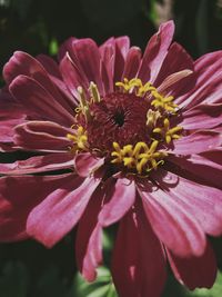 Close-up of pink flower