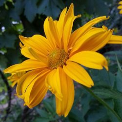 Close-up of yellow flower