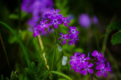 Close-up of purple flowers