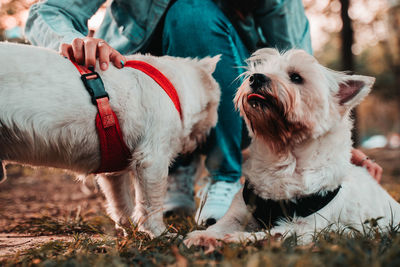 Low section of people with dog on field