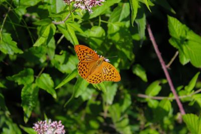 Butterfly pollinating flower