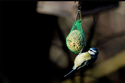 Close-up of bird perching on feeder