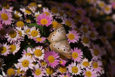 Close-up of butterfly pollinating on flower