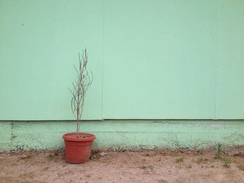 Potted plant against wall