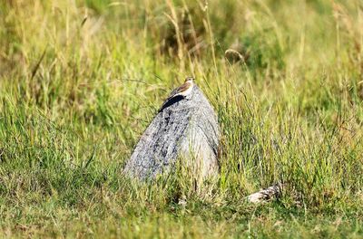 Bird in a field