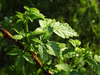 Leaves of raspberry bush, lit by the sun