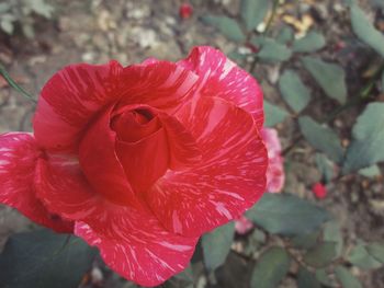 Close-up of red hibiscus blooming outdoors