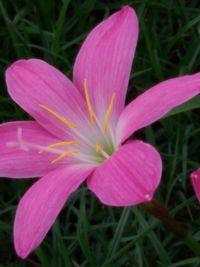 Close-up of pink flowers