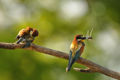 Close-up of bird perching on branch