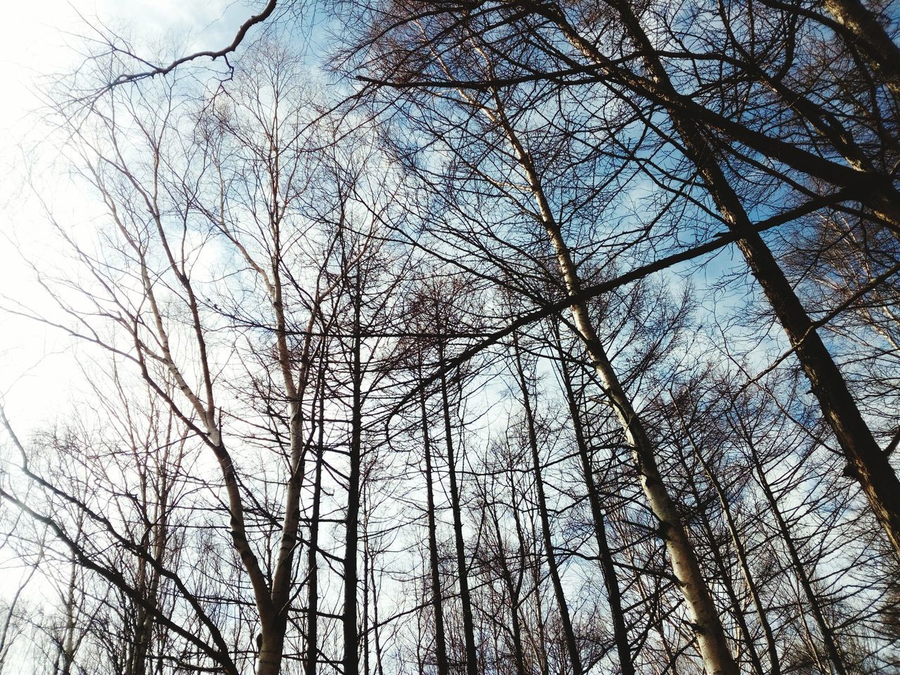 bare tree, low angle view, tree, branch, nature, no people, day, forest, outdoors, sky, beauty in nature, growth