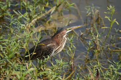 View of an animal on landscape