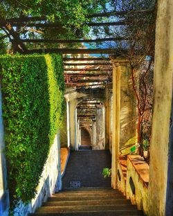 Corridor of plants