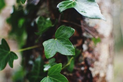 Close-up of green leaves