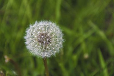 Close-up of dandelion flower