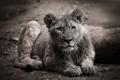 Lioness sitting on ground