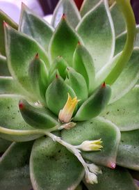 Close-up of succulent plant
