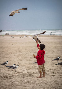 Low angle view of seagulls flying over beach