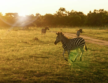 Zebras standing in a field