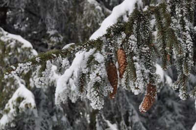 Close-up of frozen leaves during winter