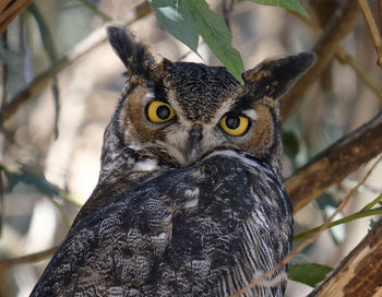 Close-up portrait of a owl