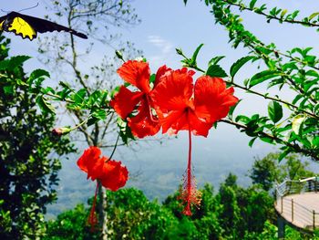 Low angle view of flowers blooming on tree