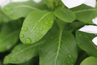 Close-up of leaves on plant