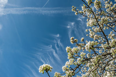 Low angle view of cherry tree against blue sky