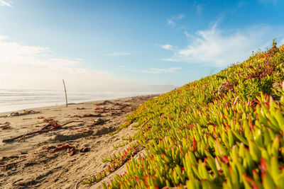 Plants growing on beach against sky