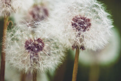 Close-up of dandelion flower