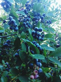 fruit