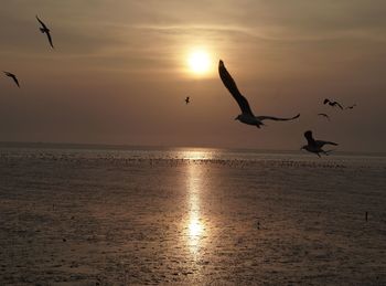 Seagulls flying over sea against sky during sunset