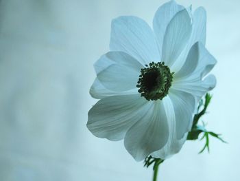 Close-up of flower blooming outdoors