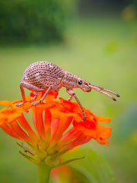 Close-up of insect on flower