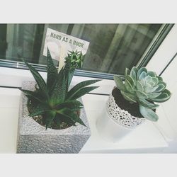 Close-up of plant on window sill