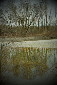 Reflection of bare trees in lake