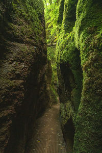 High angle view of footpath amidst trees in forest