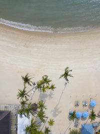 High angle view of flowering plants at beach