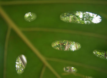 Close-up of water drops on plants