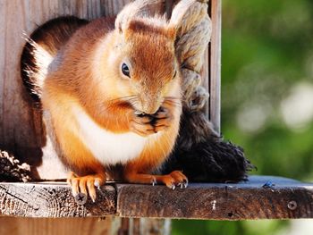 Close-up of squirrel