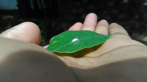 Close-up of cropped hand